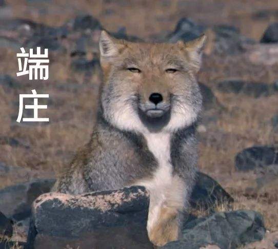 我特么服了,我再赞助你几张算了